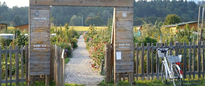 Skupnostni urbani eko vrt Maribor