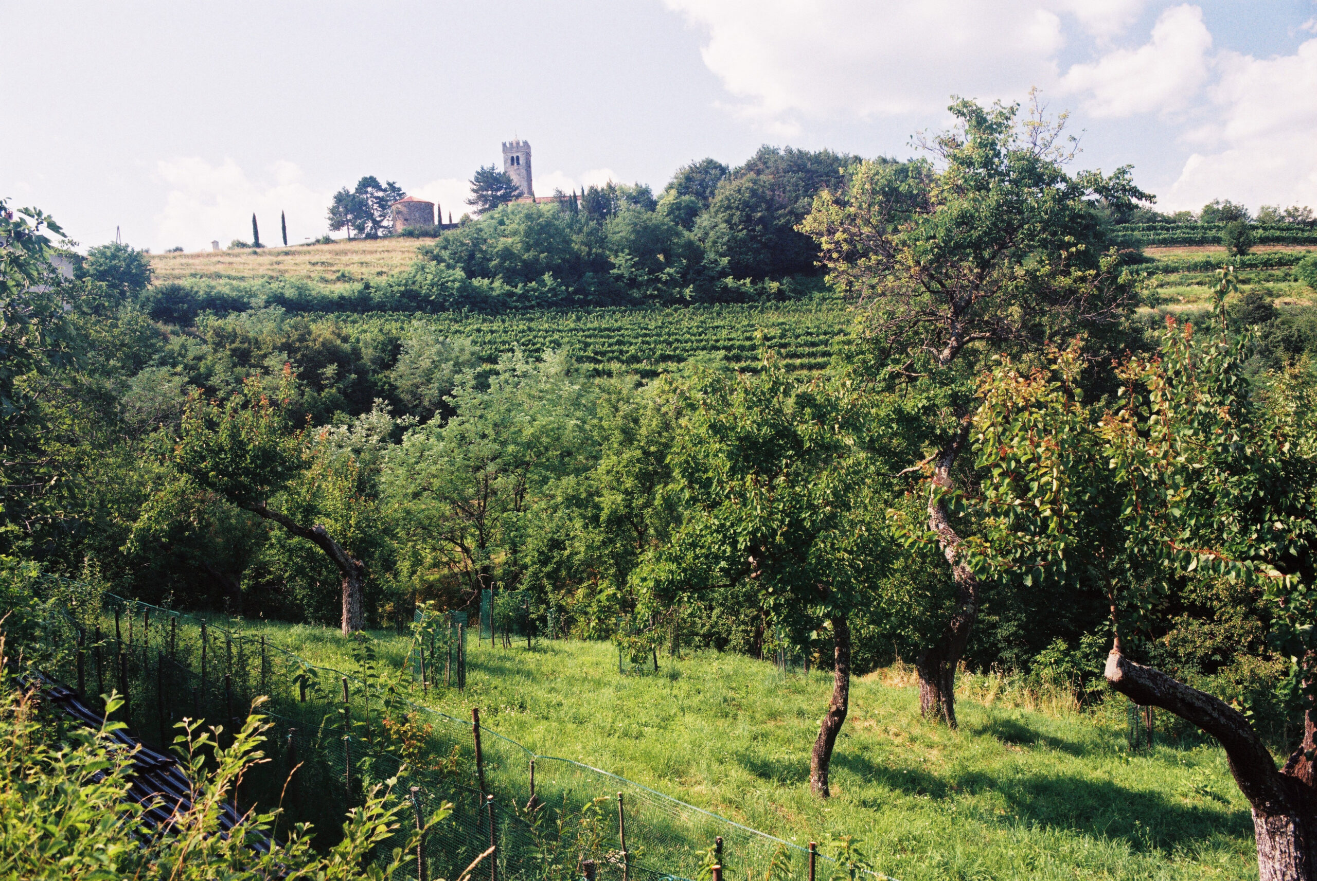 Genetska banka starih sadnih sort v Kojskem